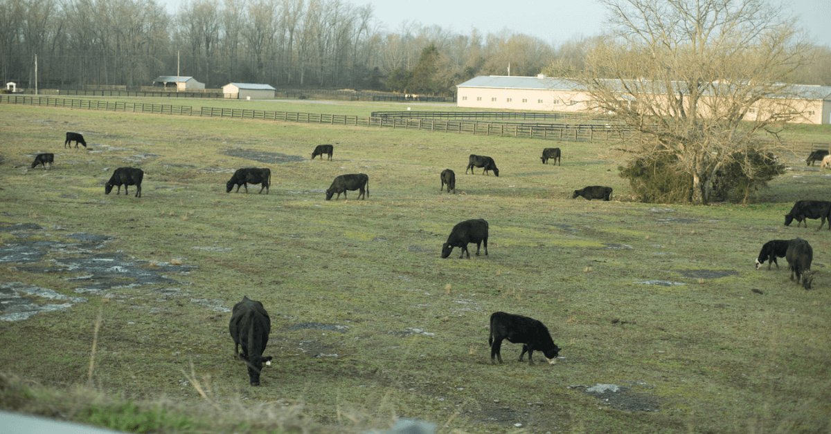 Featured Image for Turning Farmland Into Hunting Land